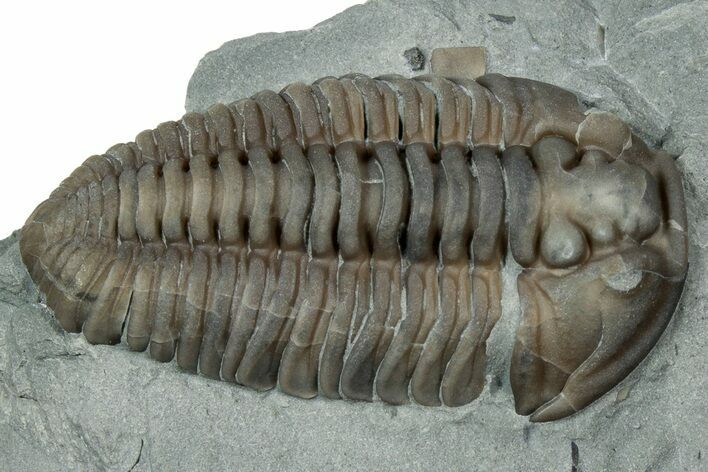 Prone Flexicalymene Trilobite - Mt Orab, Ohio #347288
